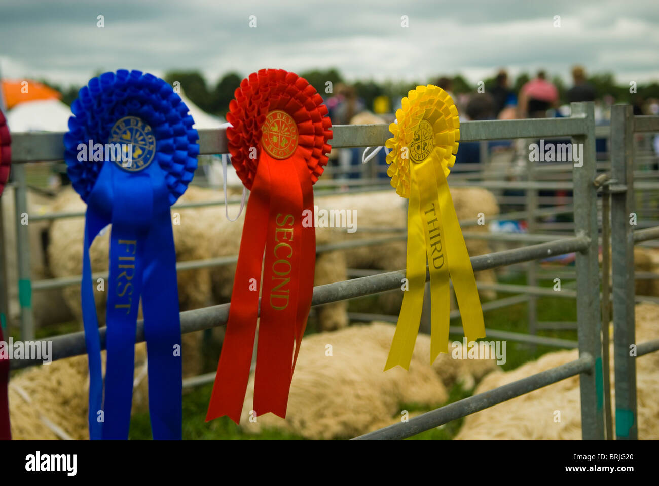 Primo, secondo e terzo premio Rosette su una pecora penna a una fiera della contea. Inghilterra Regno Unito 2010 Foto Stock