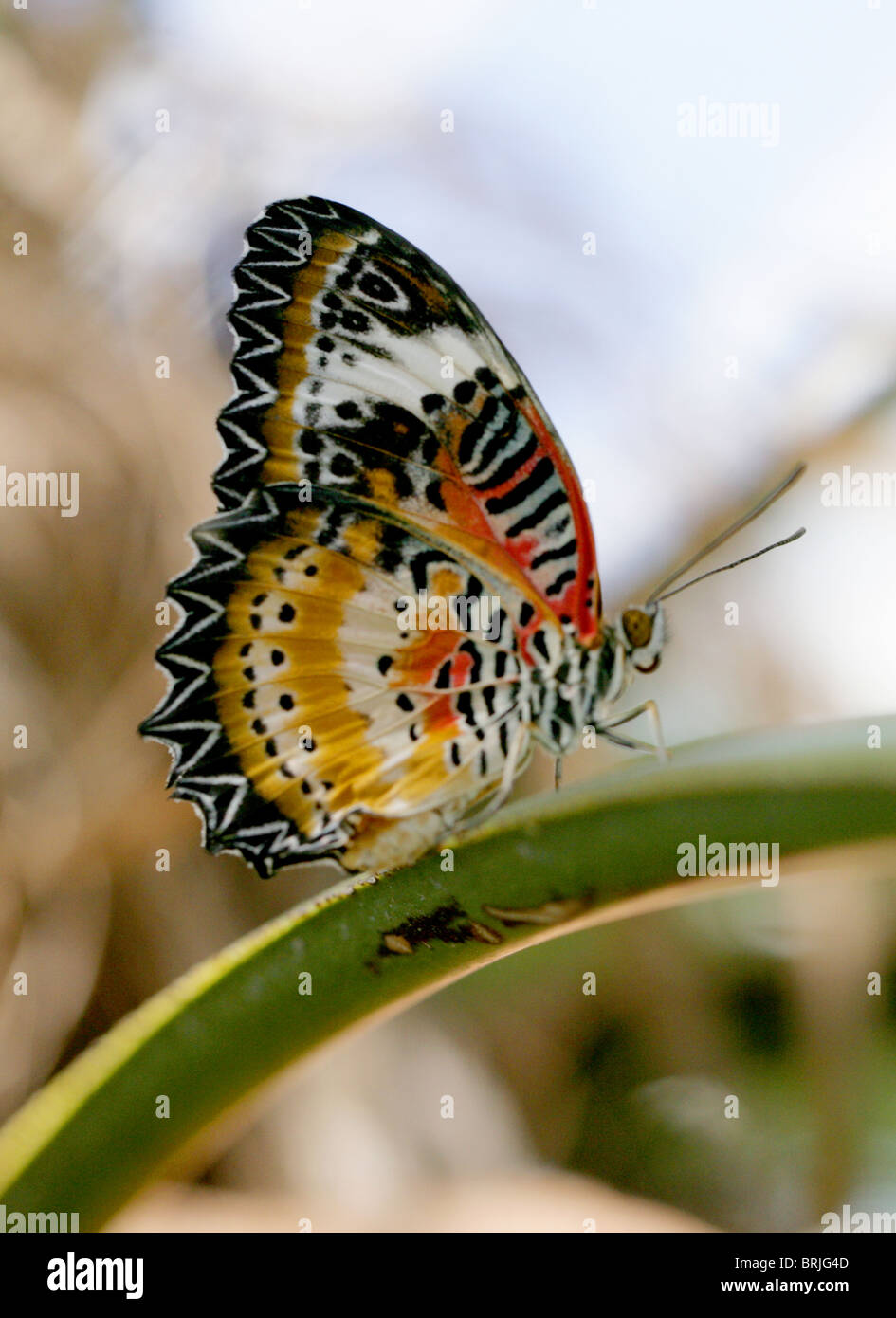 Red Lacewing Butterfly, Cethosia biblis, Nymphalidae Foto Stock