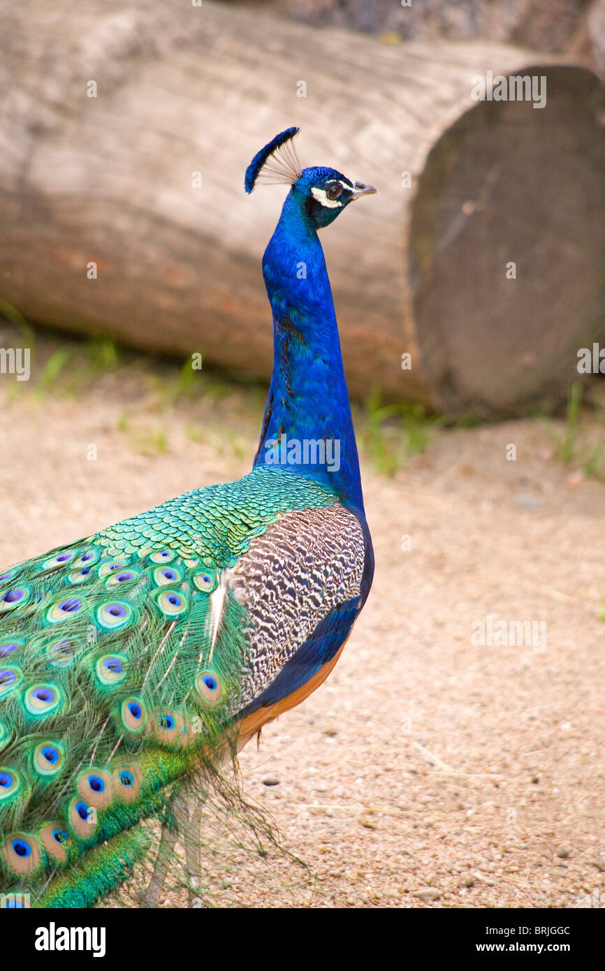 Allo Zoo Henry Doorly - Peacock presso lo zoo delle carezze Foto Stock