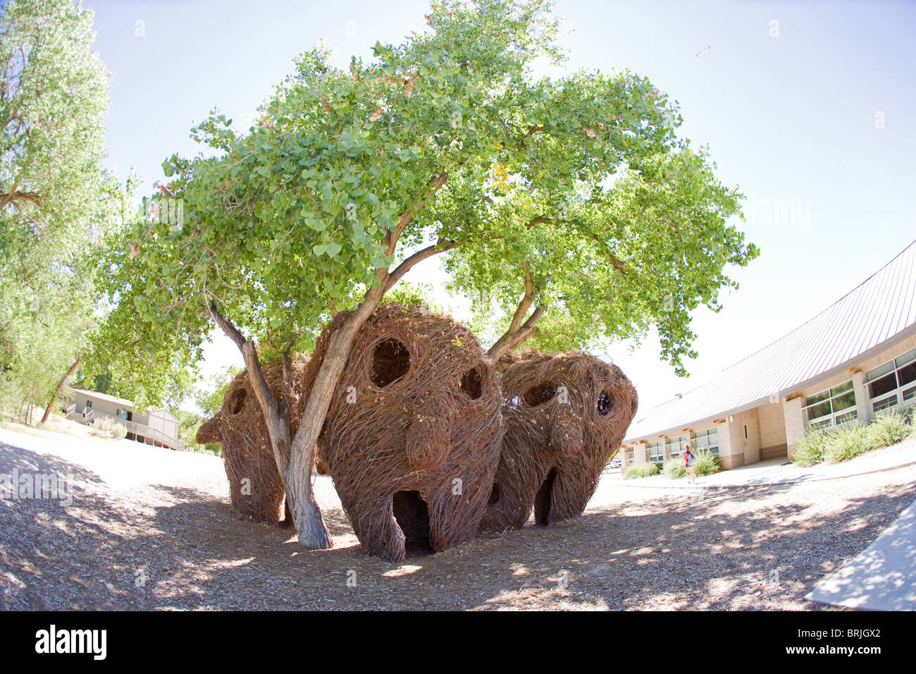 Testa Closeup sculture realizzate con bastoni e vitigni da Patrick Dougherty e gli studenti della scuola di Bosque, Albuquerque, Nuovo Messico Foto Stock
