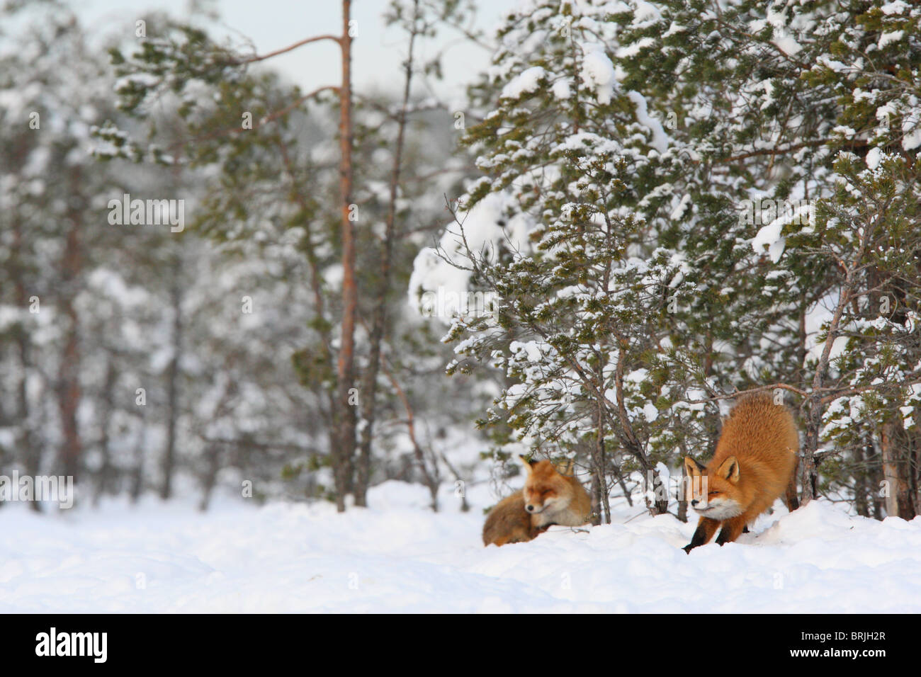 Wild Volpi Rosse (Vulpes vulpes) di appoggio nella torbiera, uno stiramento. Foto Stock