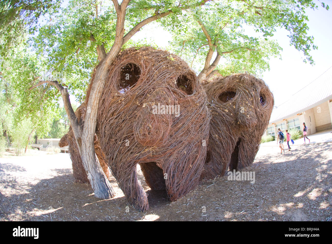 Testa Closeup sculture realizzate con bastoni e vitigni da Patrick Dougherty e gli studenti della scuola di Bosque, Albuquerque, Nuovo Messico Foto Stock