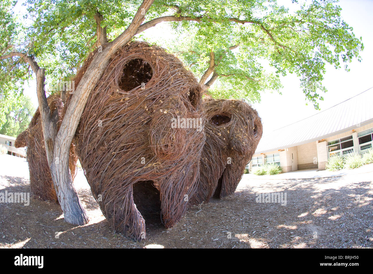 Testa Closeup sculture realizzate con bastoni e vitigni da Patrick Dougherty e gli studenti della scuola di Bosque, Albuquerque, Nuovo Messico Foto Stock