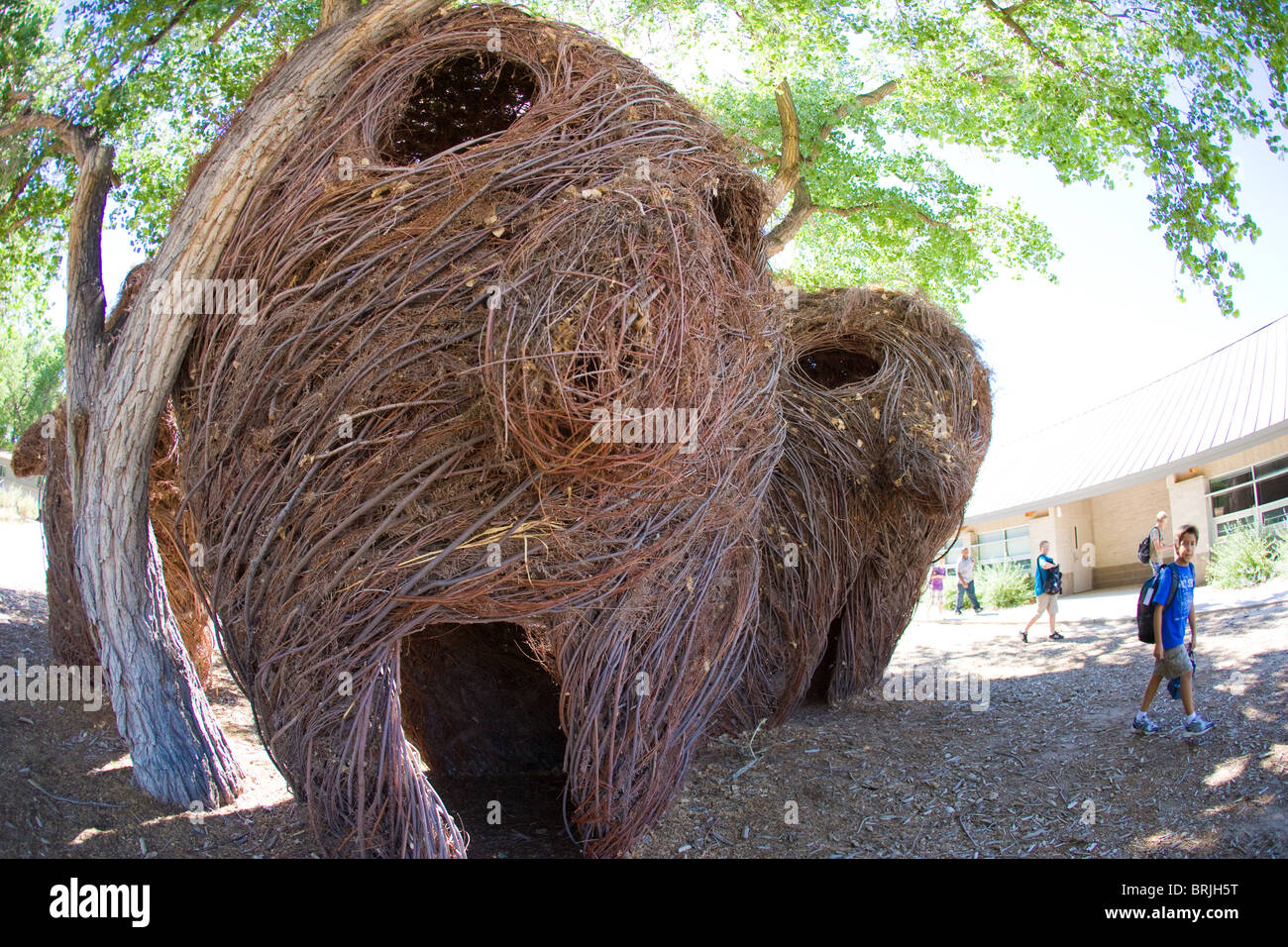 Testa Closeup sculture realizzate con bastoni e vitigni da Patrick Dougherty e gli studenti della scuola di Bosque, Albuquerque, Nuovo Messico Foto Stock