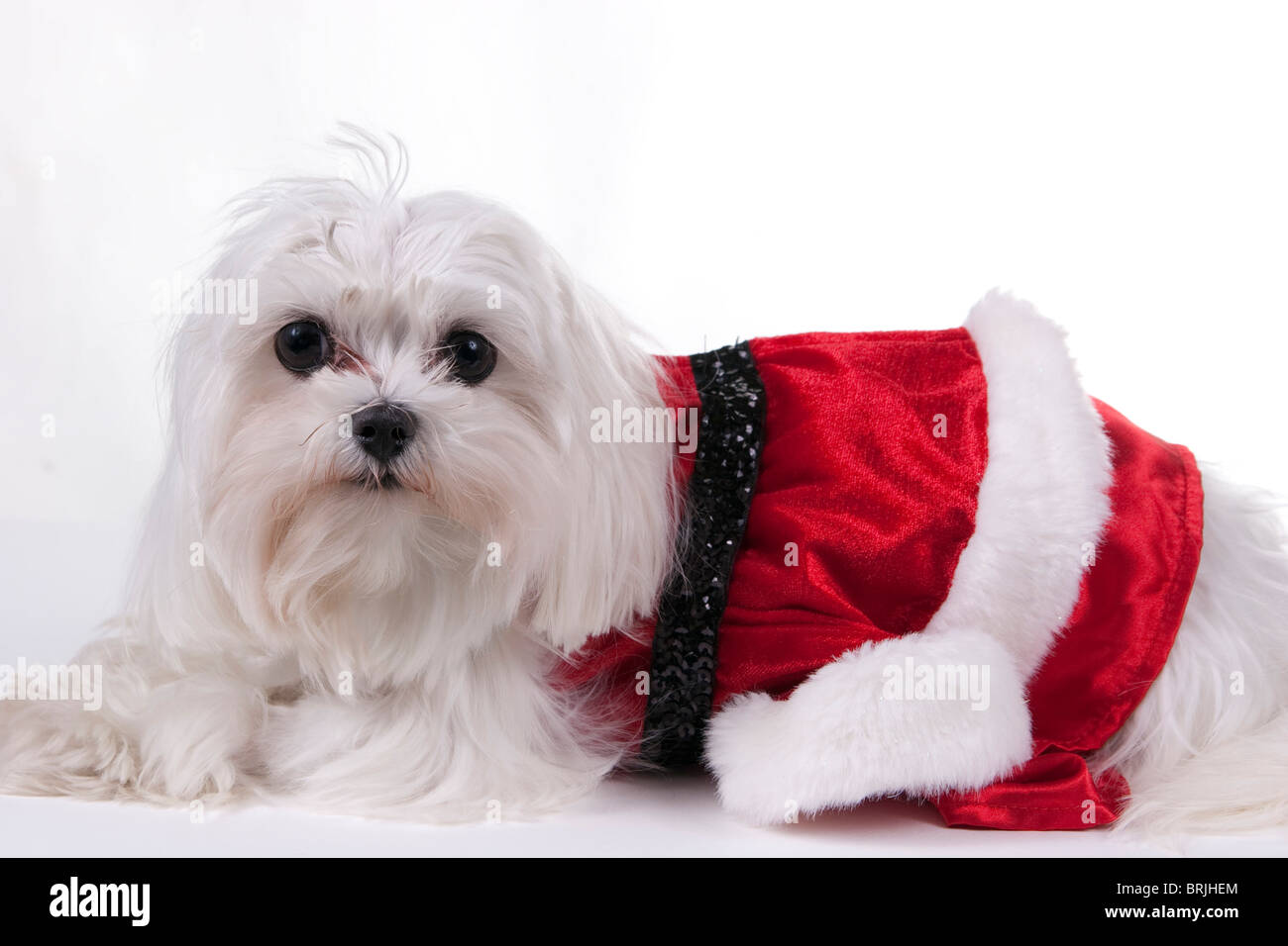 Cane maltese vestito in costume di Natale su sfondo bianco Foto stock -  Alamy