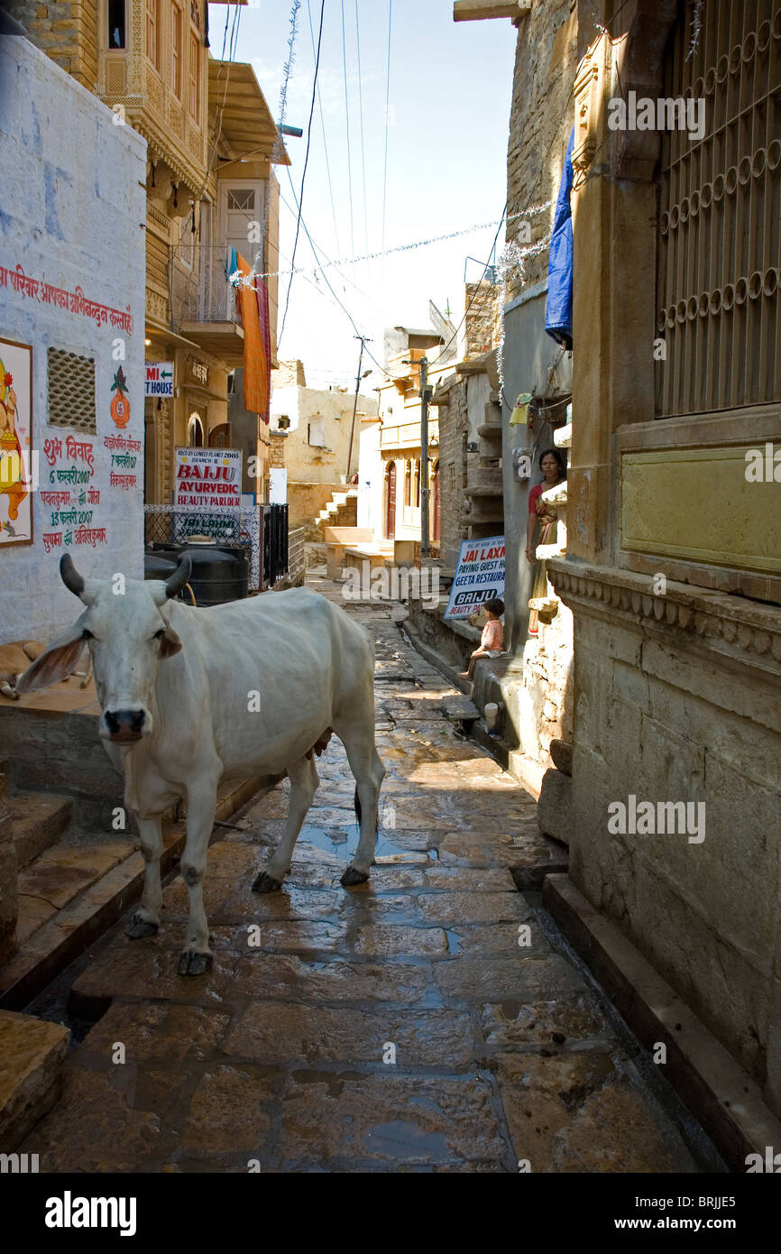 Mucca in un piccolo vicolo Foto Stock