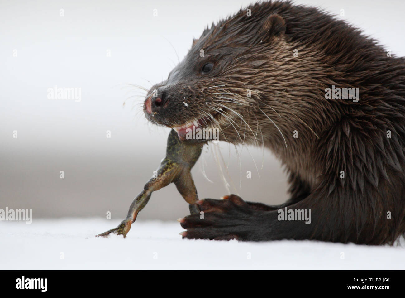 Wild Lontra europea (Lutra lutra) mangiare una rana. Foto Stock