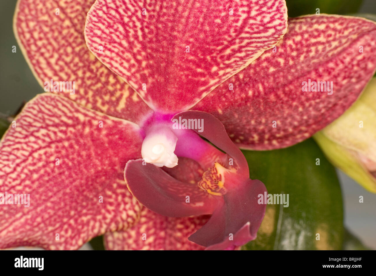 Orchid Keiki in fiore Foto Stock