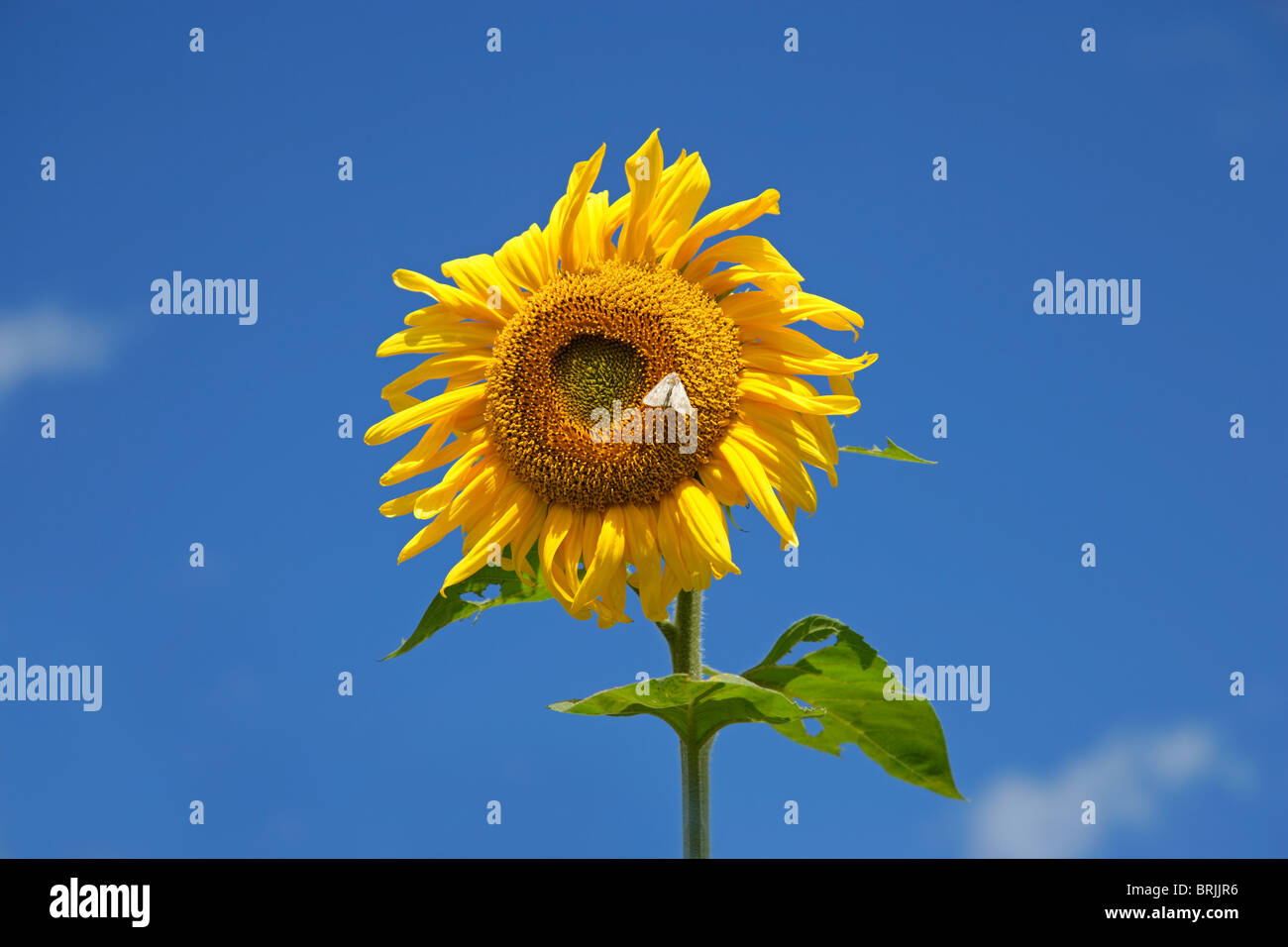 Girasole giallo contro un cielo blu Foto Stock