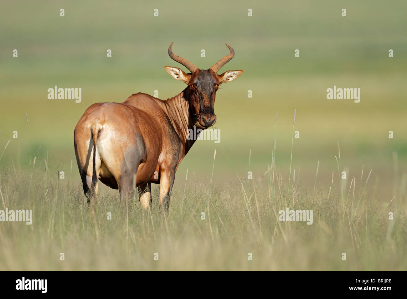 Tsessebe rara antilope (Damaliscus lunatus), Sud Africa Foto Stock