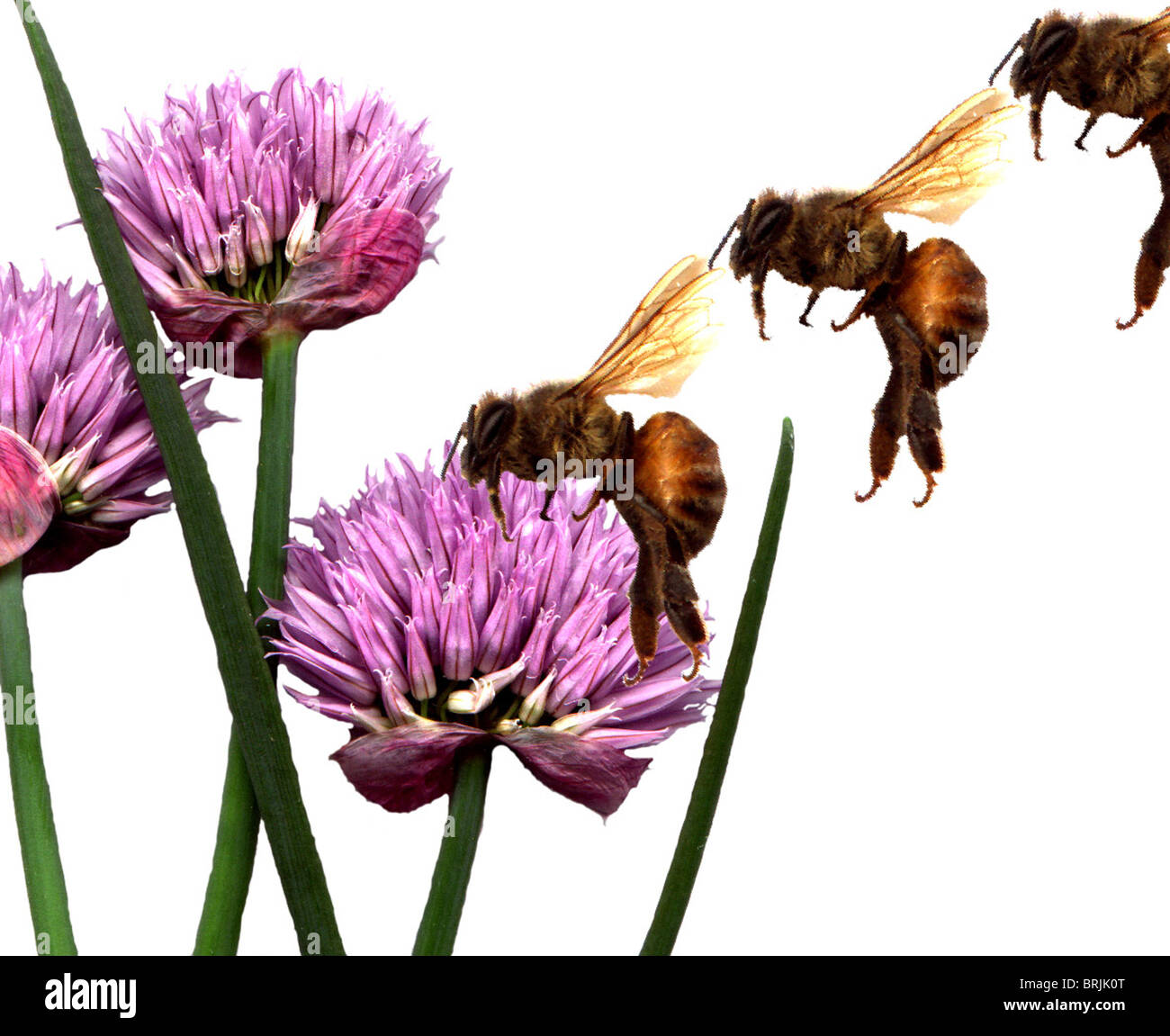 Il miele delle api di impollinazione fiore di erba cipollina Foto Stock