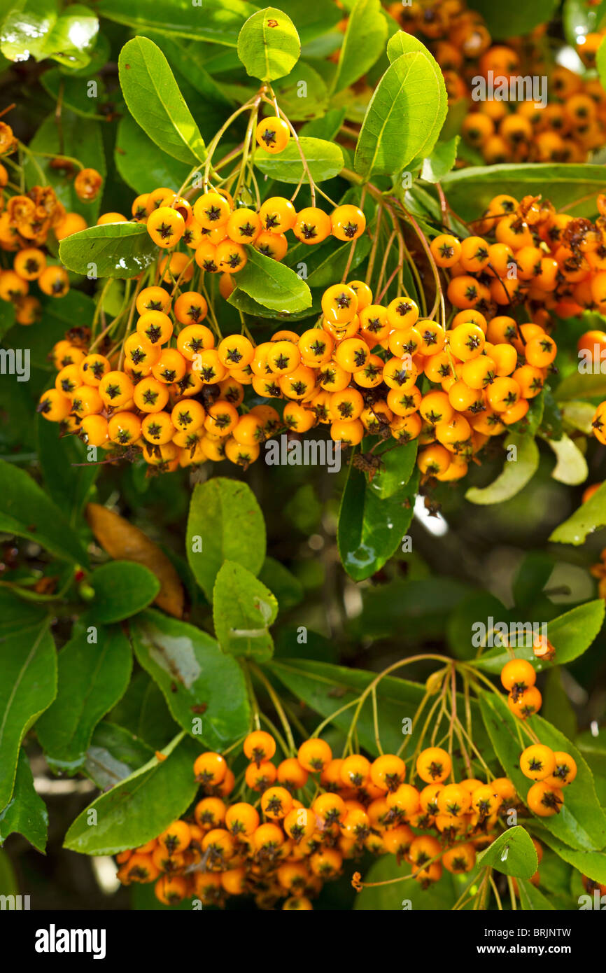 Pyracantha arbusto nel gelo con foglie di colore verde scuro e rosso  scarlatto bacche fotografato un freddo gelido inverno mattina Foto stock -  Alamy