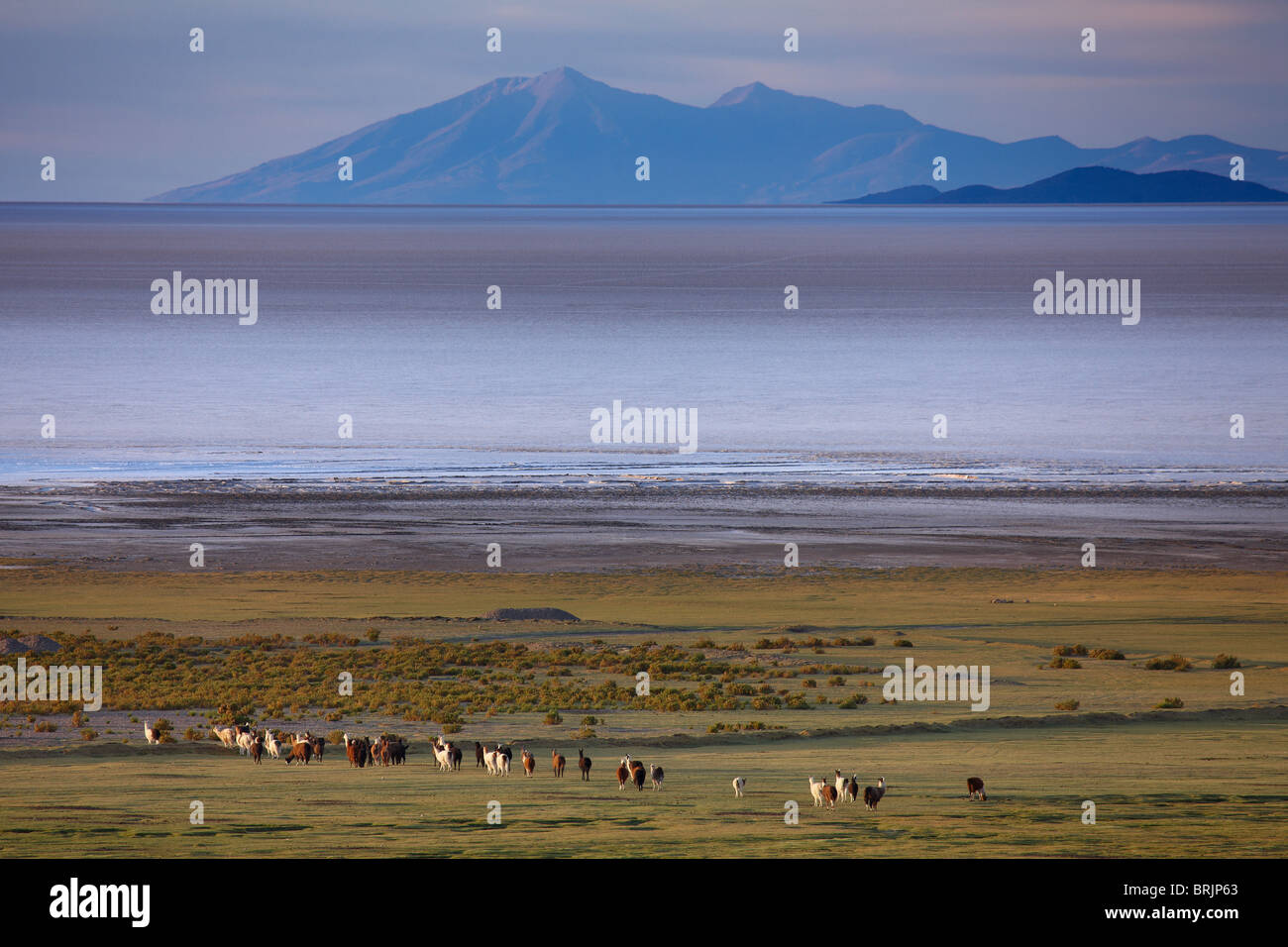 Llamas sul bordo del Salar de Uyuni all'alba, Bolivia Foto Stock