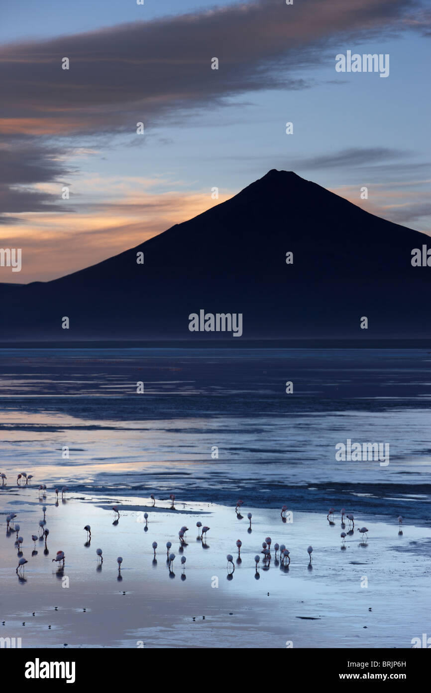 Fenicotteri a Laguna Colorada all'alba, Eduardo Avaroa fauna Andina riserva nazionale, Bolivia Foto Stock