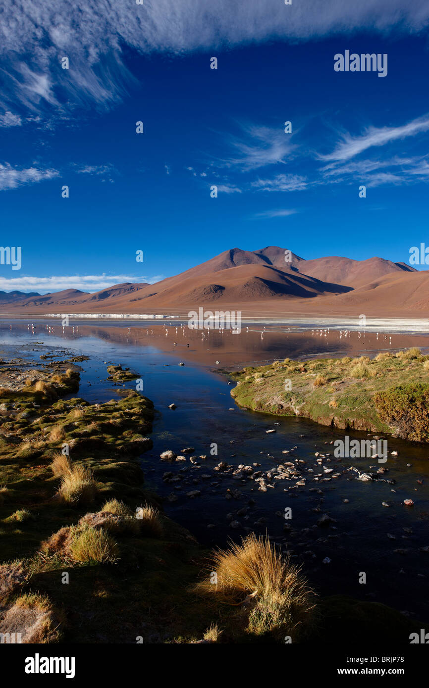 Laguna Colorada, Eduardo Avaroa fauna Andina riserva nazionale, Bolivia Foto Stock