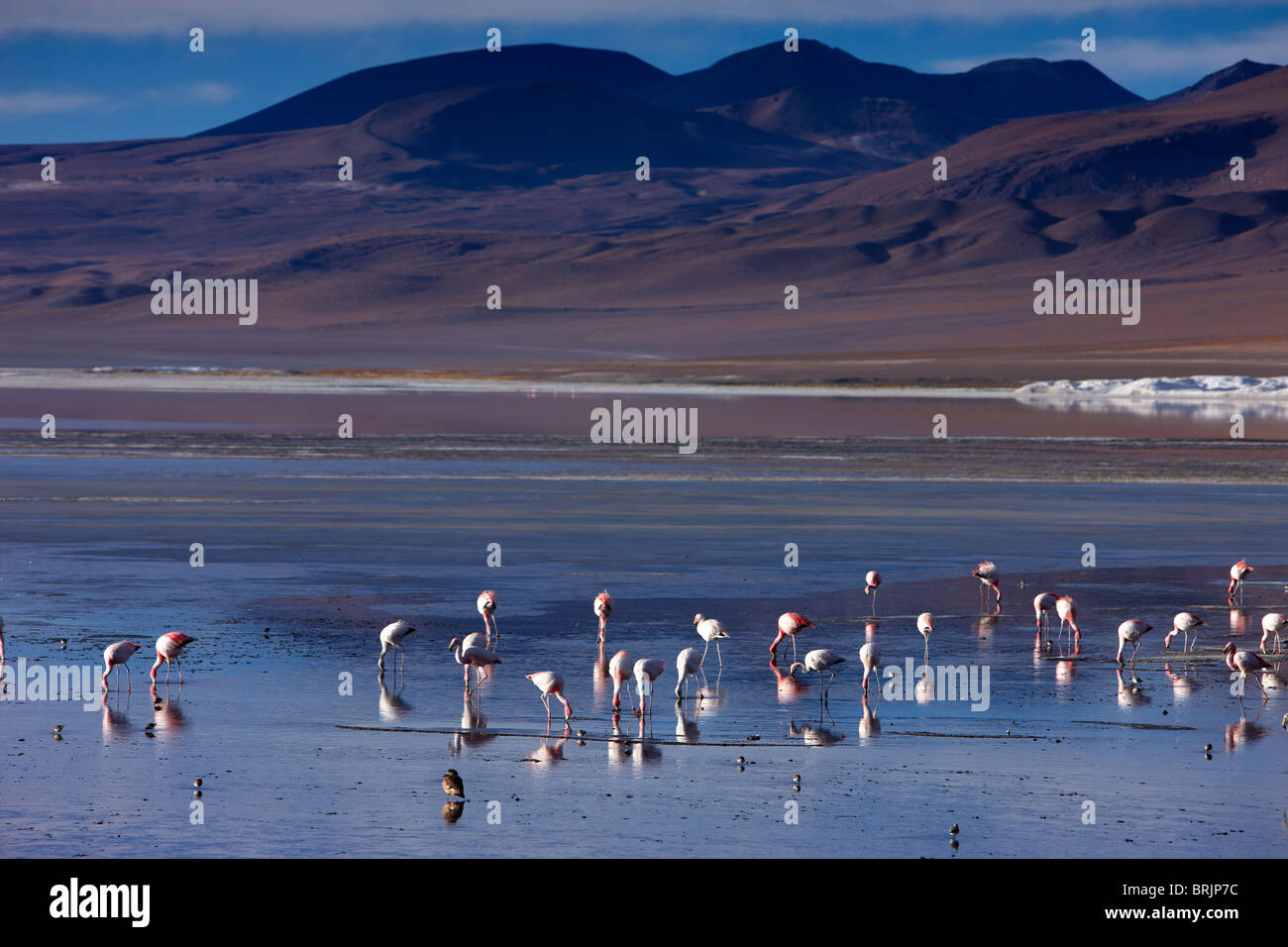 Fenicotteri a Laguna Colorada, Eduardo Avaroa fauna Andina riserva nazionale, Bolivia Foto Stock