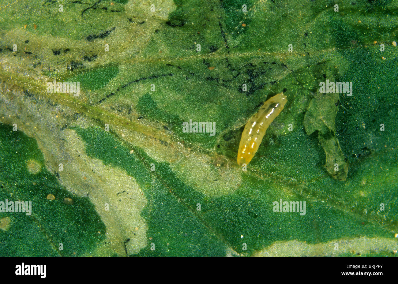 Laminatrice sudamericana (Liriomyza huidobrensis) larva in miniera di foglie di pomodoro Foto Stock