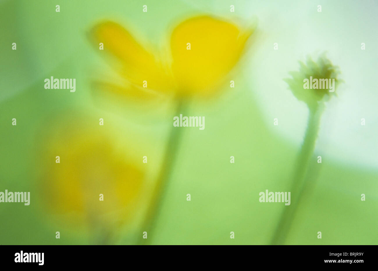 Impressionistica close up retroilluminato con fiori di colore giallo e seedhead di Ranuncolo strisciante o Ranunculus repens con fogliame dietro Foto Stock