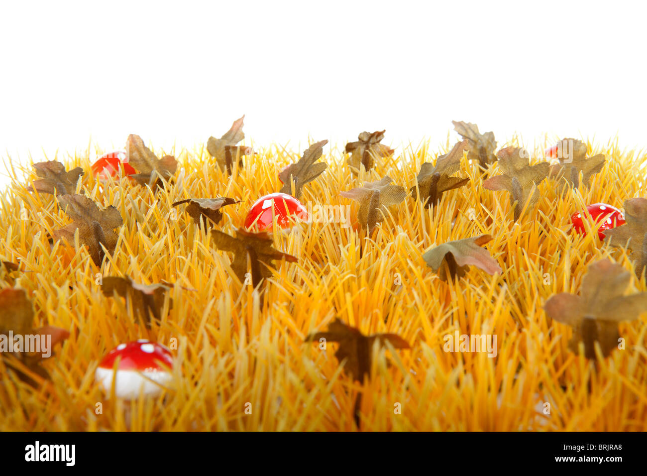 Autunno erba con po' di funghi in primo piano su sfondo bianco Foto Stock