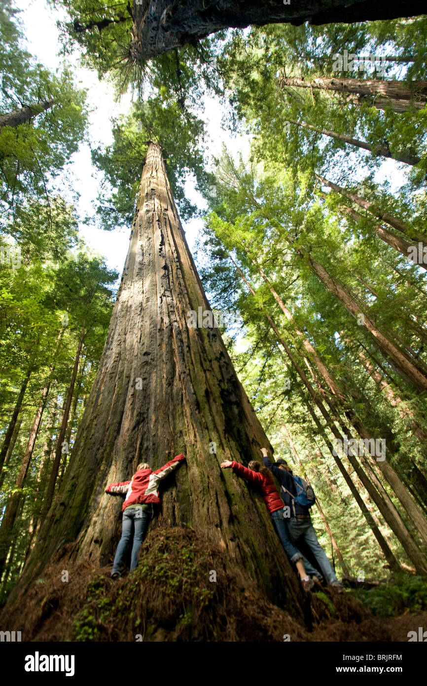 Tre amici abbraccio un massiccio Redwood in California. Foto Stock