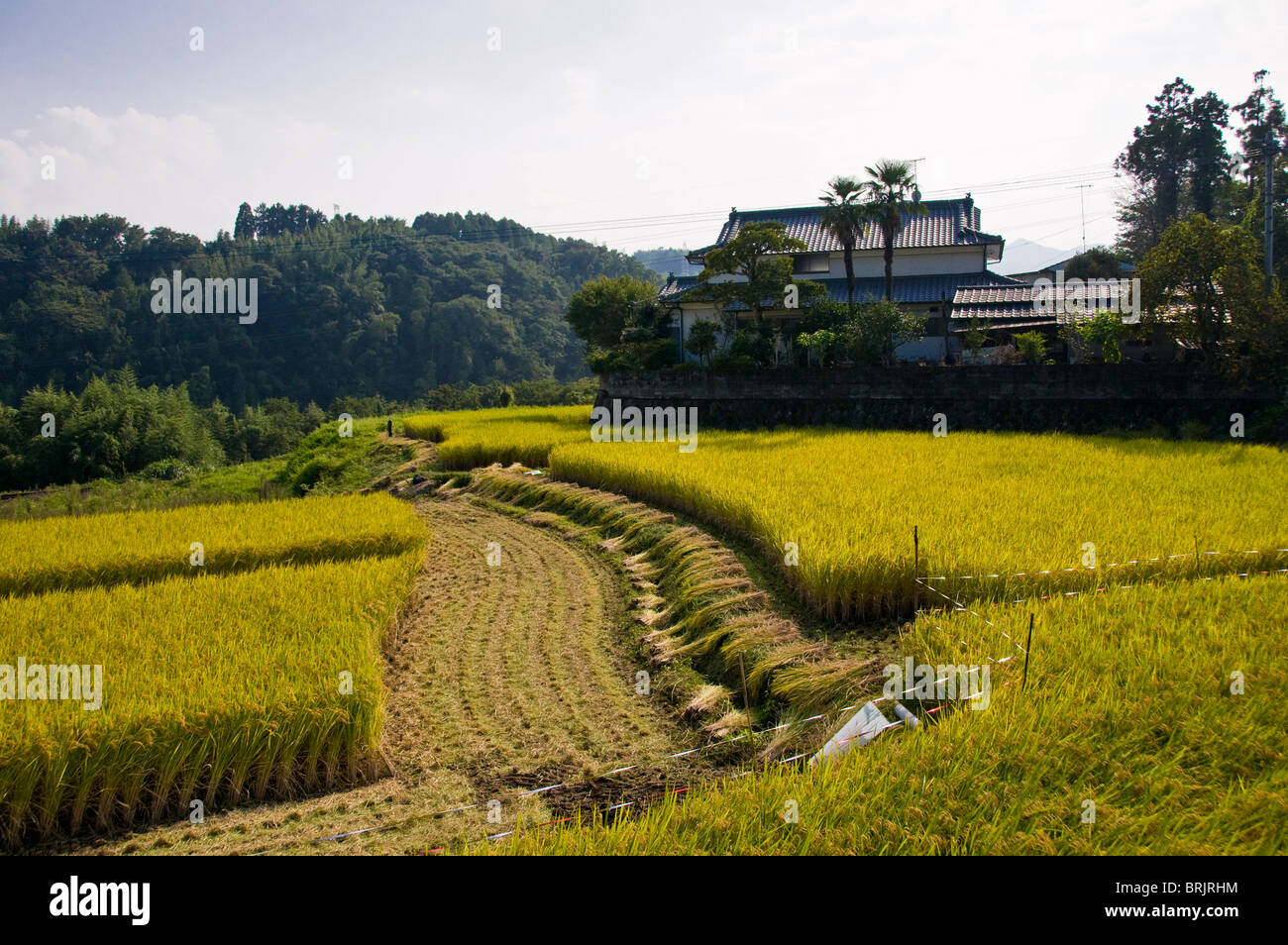 Campo di riso pronto per la mietitura, vicino Oita, Kyushu, Giappone Foto Stock