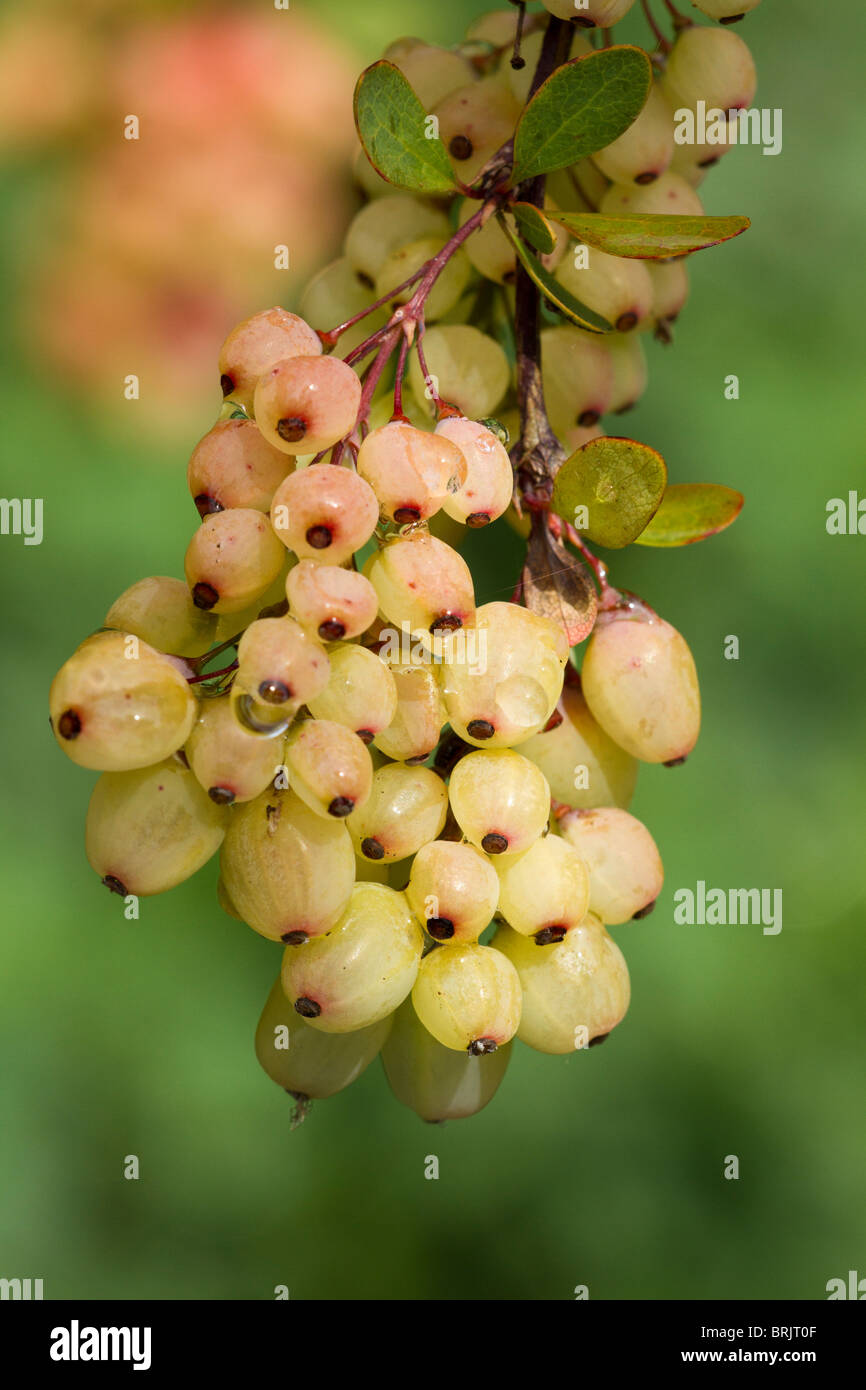 White bacche di Crespino arbusto (Berberis Jamesiana) a inizio autunno nel Regno Unito Foto Stock