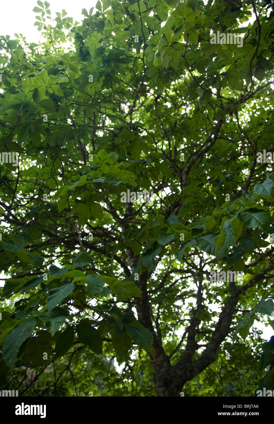 Struttura Horse-Chestnut nel Santo da Serra - Madera Foto Stock