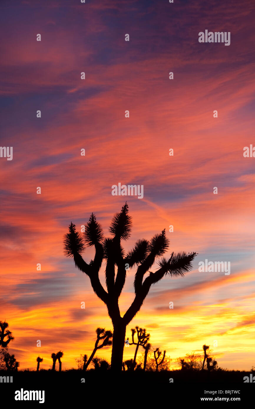 Sunrise a Joshua Tree National Park, California. Foto Stock