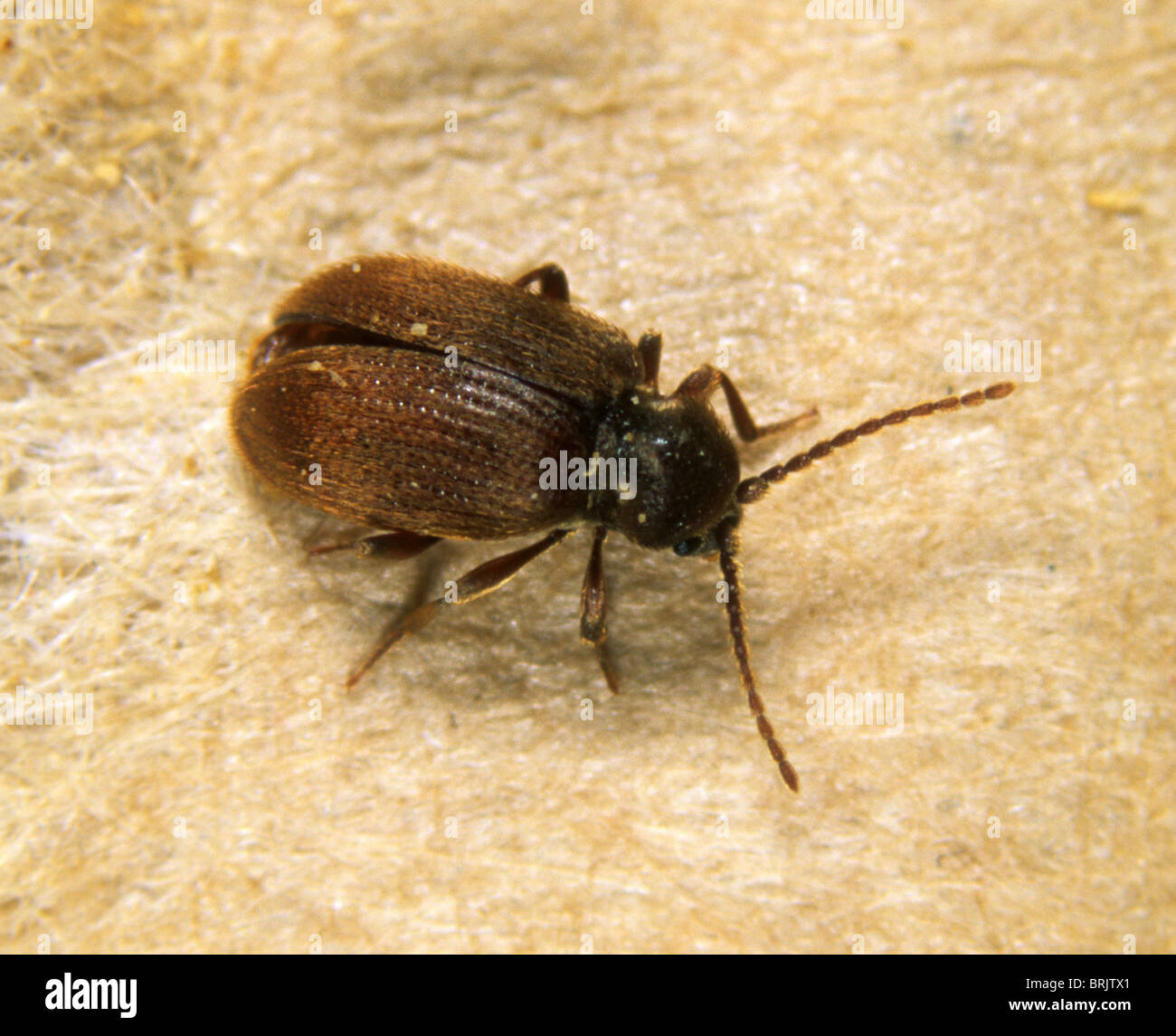 Australian spider beetle (Ptinus tectus) adulto Foto Stock