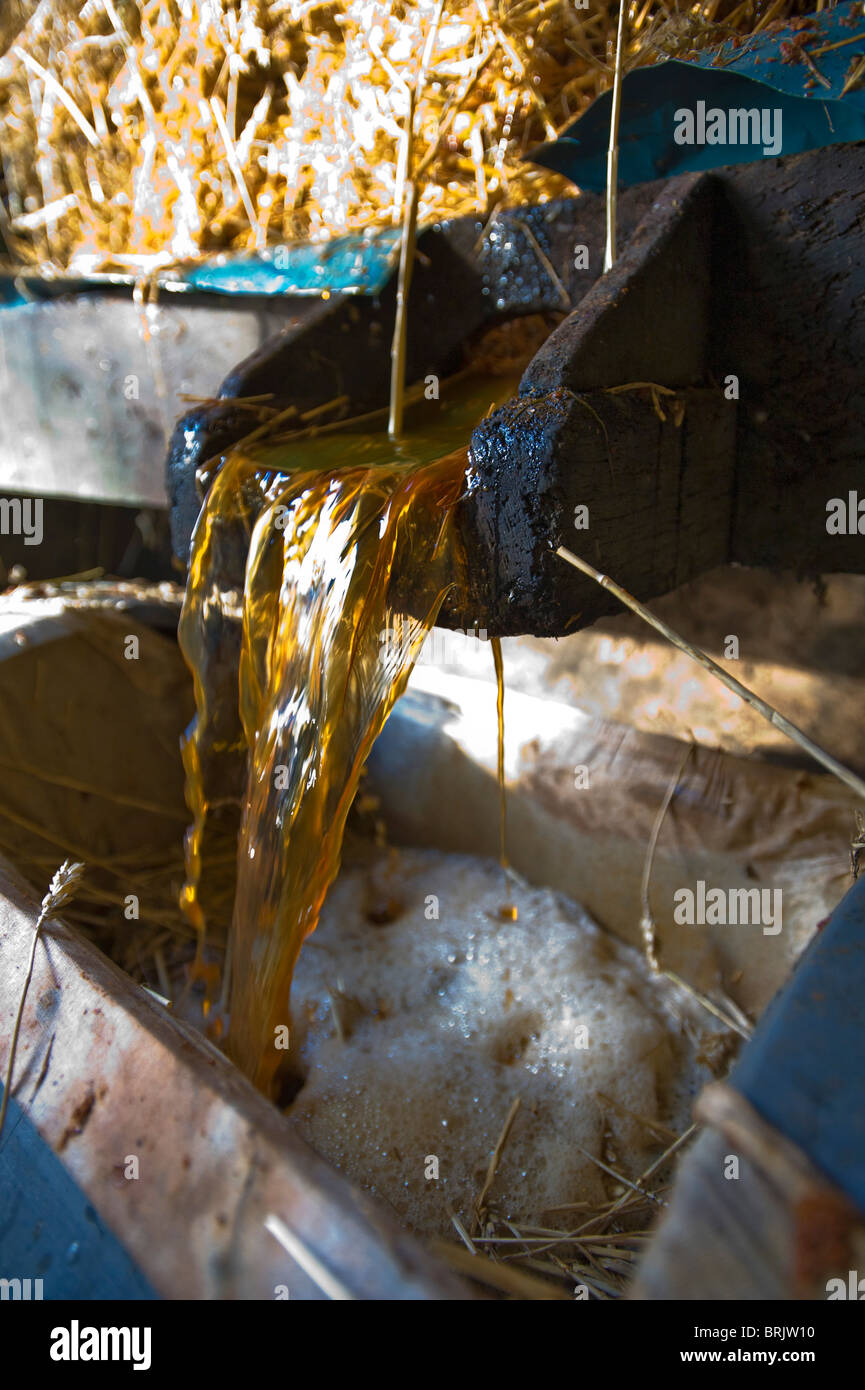 Il succo di mela che fluisce dalla stampa come viene applicata la pressione. Pennard Sidro, Avalon Frutteto, Pennard Ovest, Somerset, Inghilterra. Foto Stock