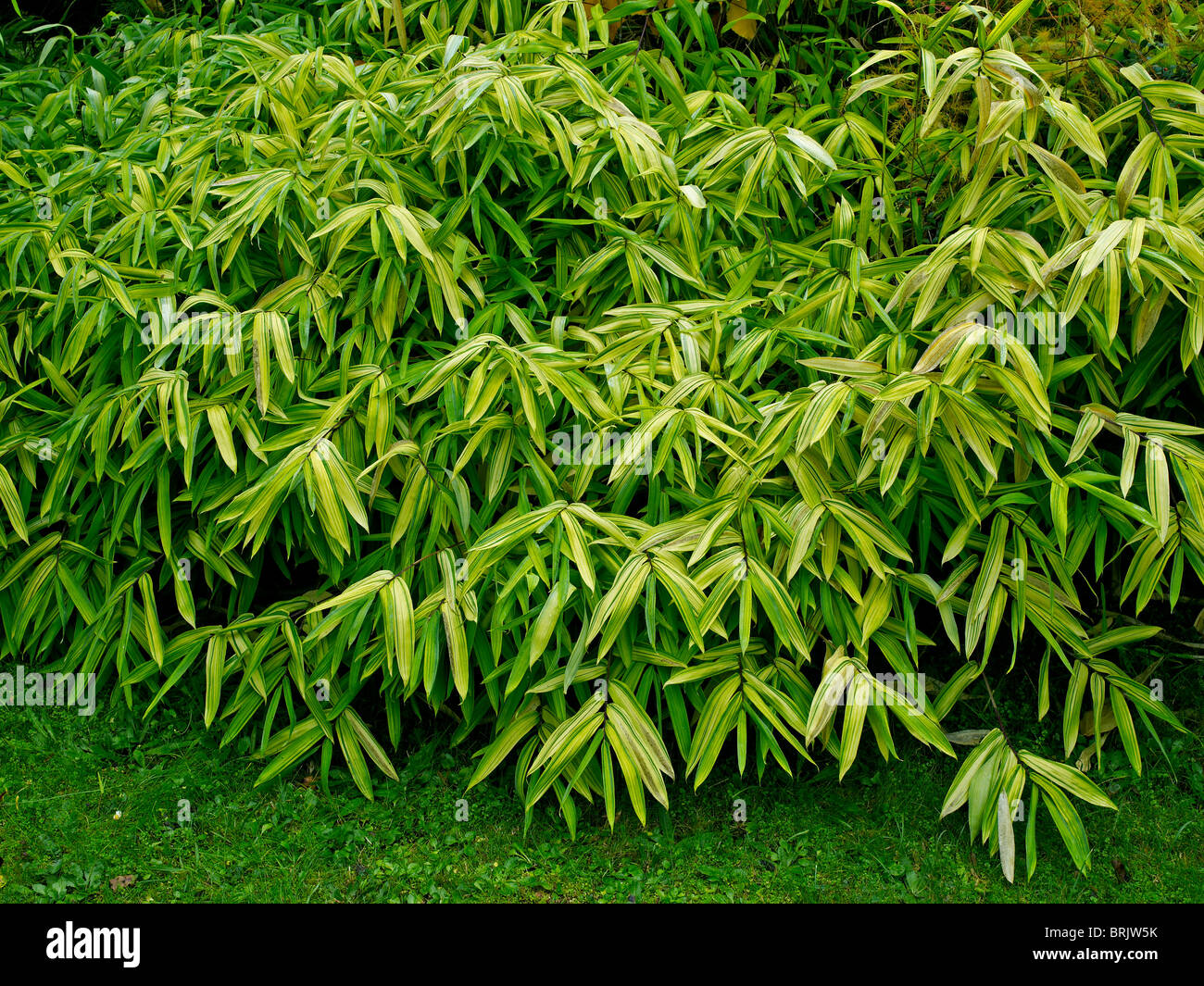 Bamboo Arundinaria auricoma al Aroboretum de la Martiniere Foto Stock