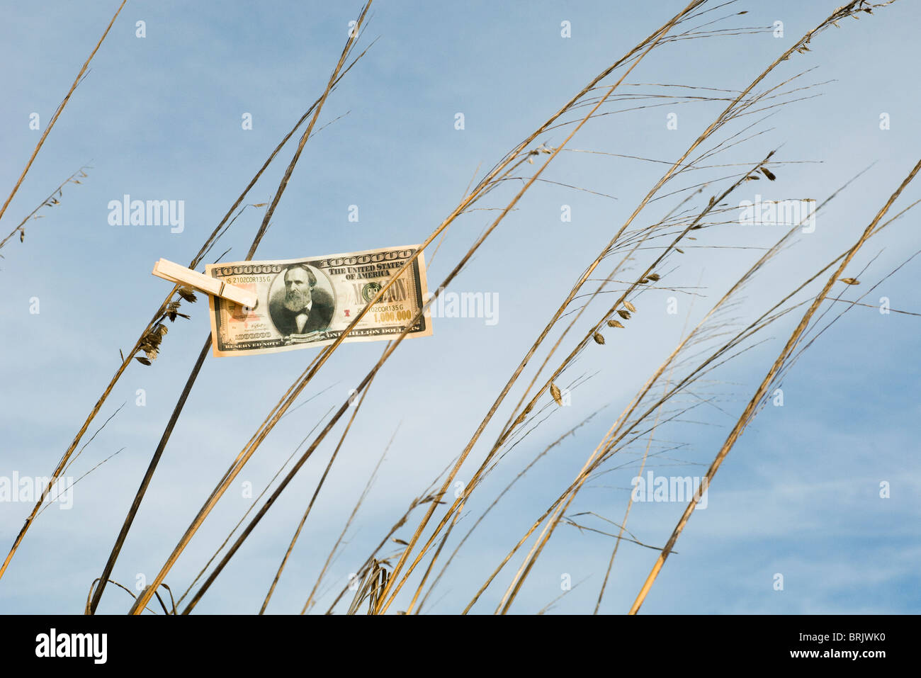 Un milione di dollaro appeso su erba alta con vestiti pin Foto Stock