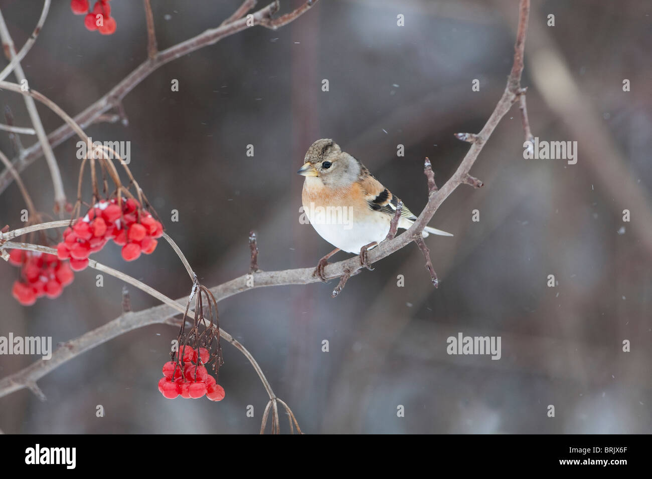 Femmina (Brambling Fringilla montifringilla) in inverno piumaggio appollaiato su un ramo di bacche rosse in background Foto Stock