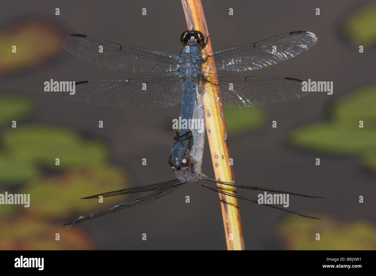 Skimmer Slaty (Libellula incesta) Dragonfly - coniugata coppia Foto Stock