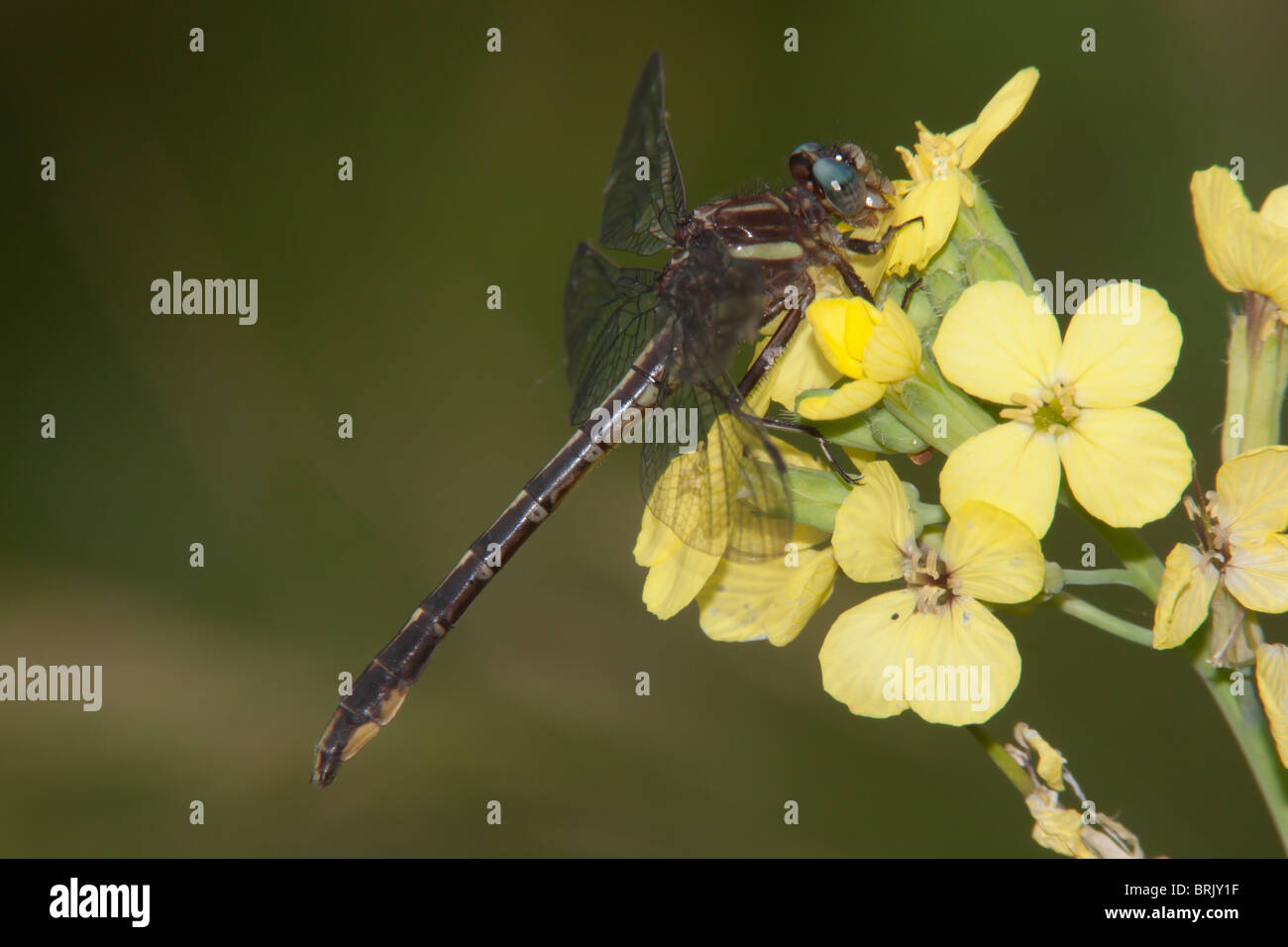Lancet Clubtail (Phanogomphus exilis) Dragonfly - Femmina Foto Stock