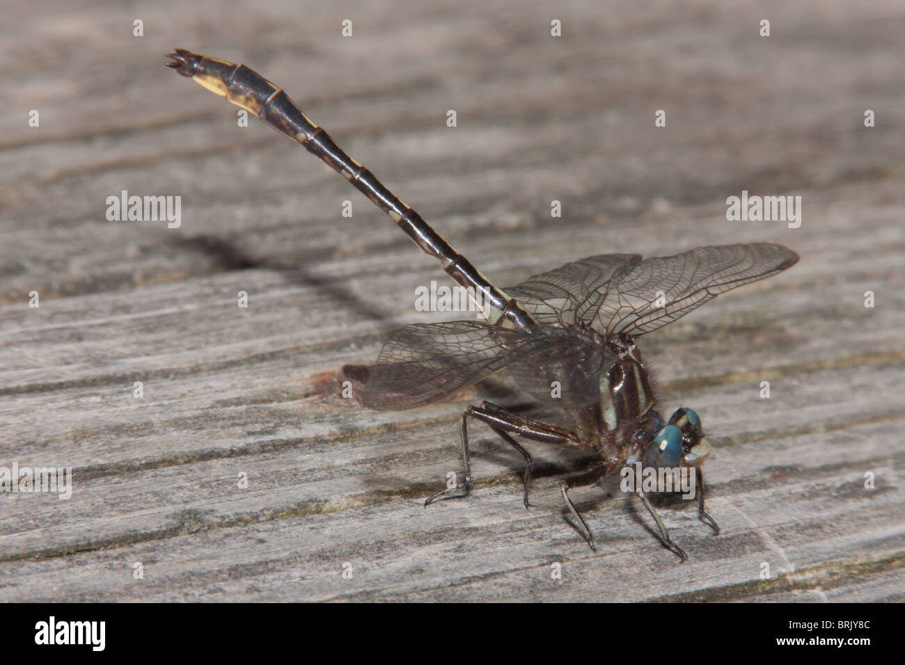Lancet Clubtail (Phanogomphus exilis) Dragonfly - maschio Foto Stock