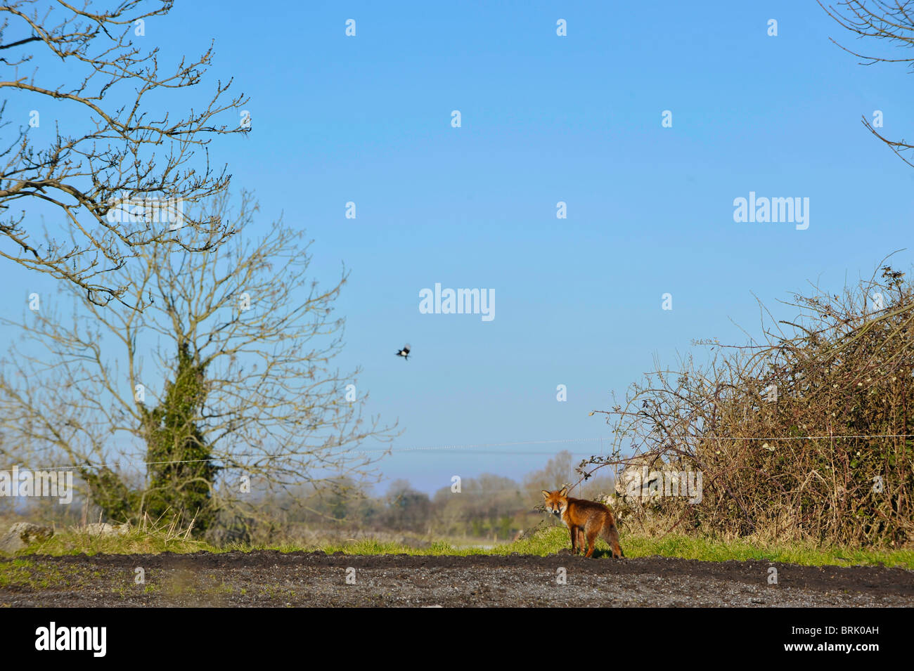 Una volpe e una gazza in un campo in Irlanda Foto Stock