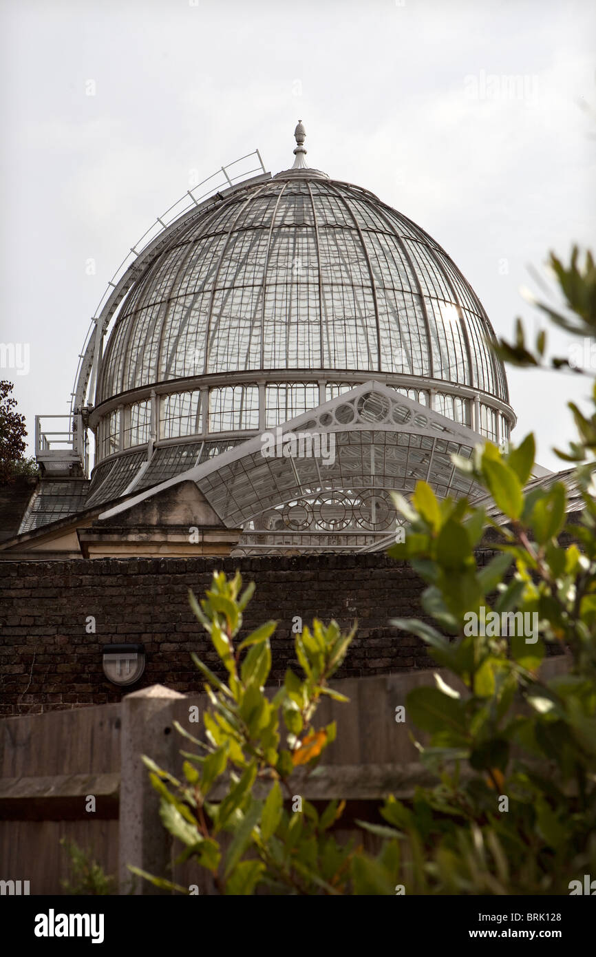 Syon House grande conservatorio Foto Stock