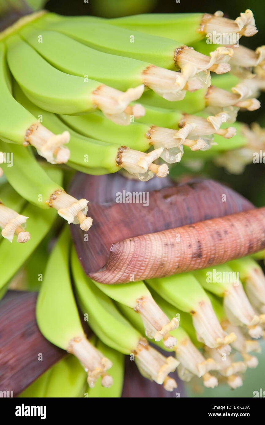 Giovani banane verdi in un mazzo con il fiore viola copertura ancora visibili Foto Stock