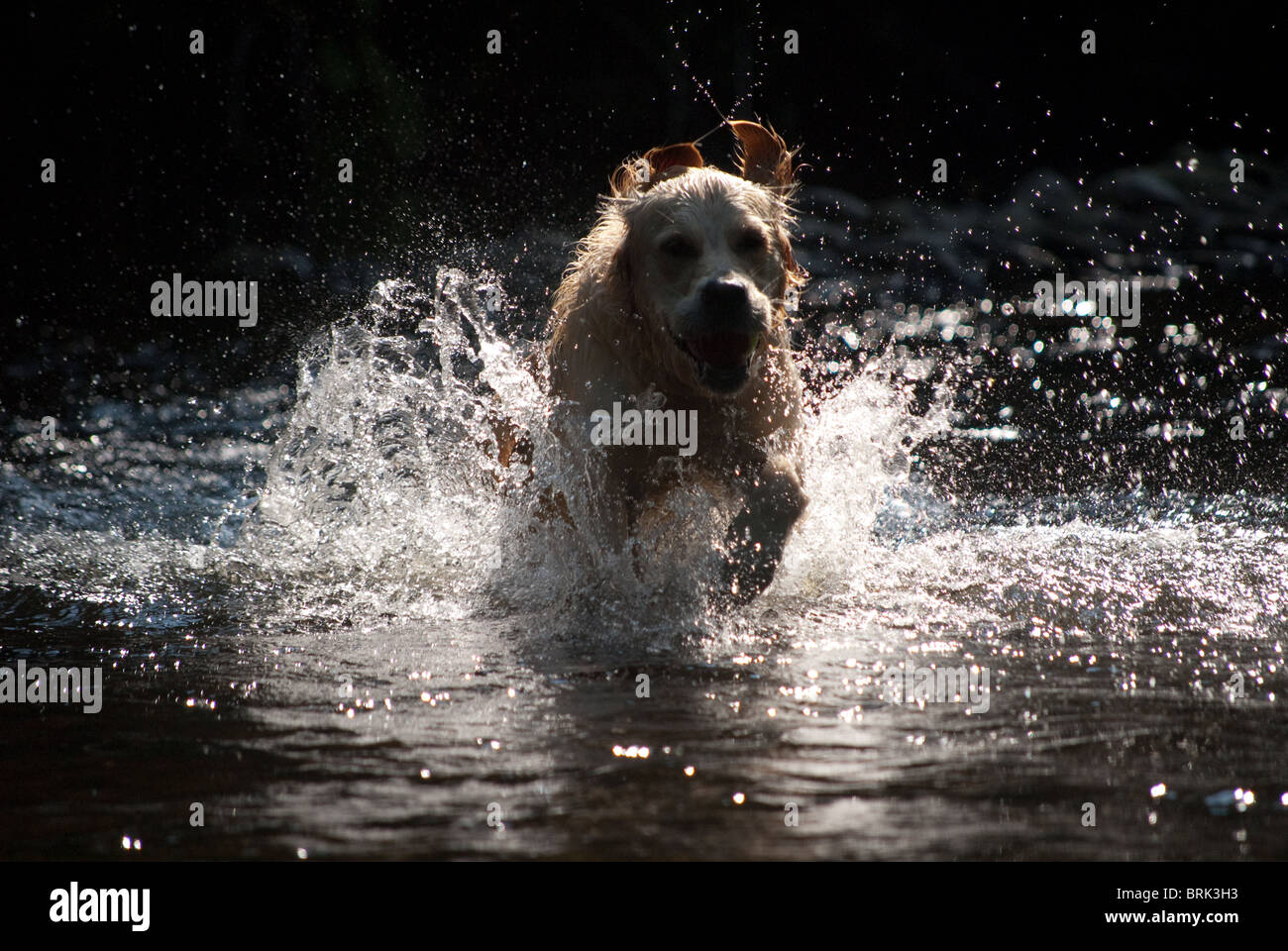 Il golden retriever in esecuzione di un fiume Foto Stock