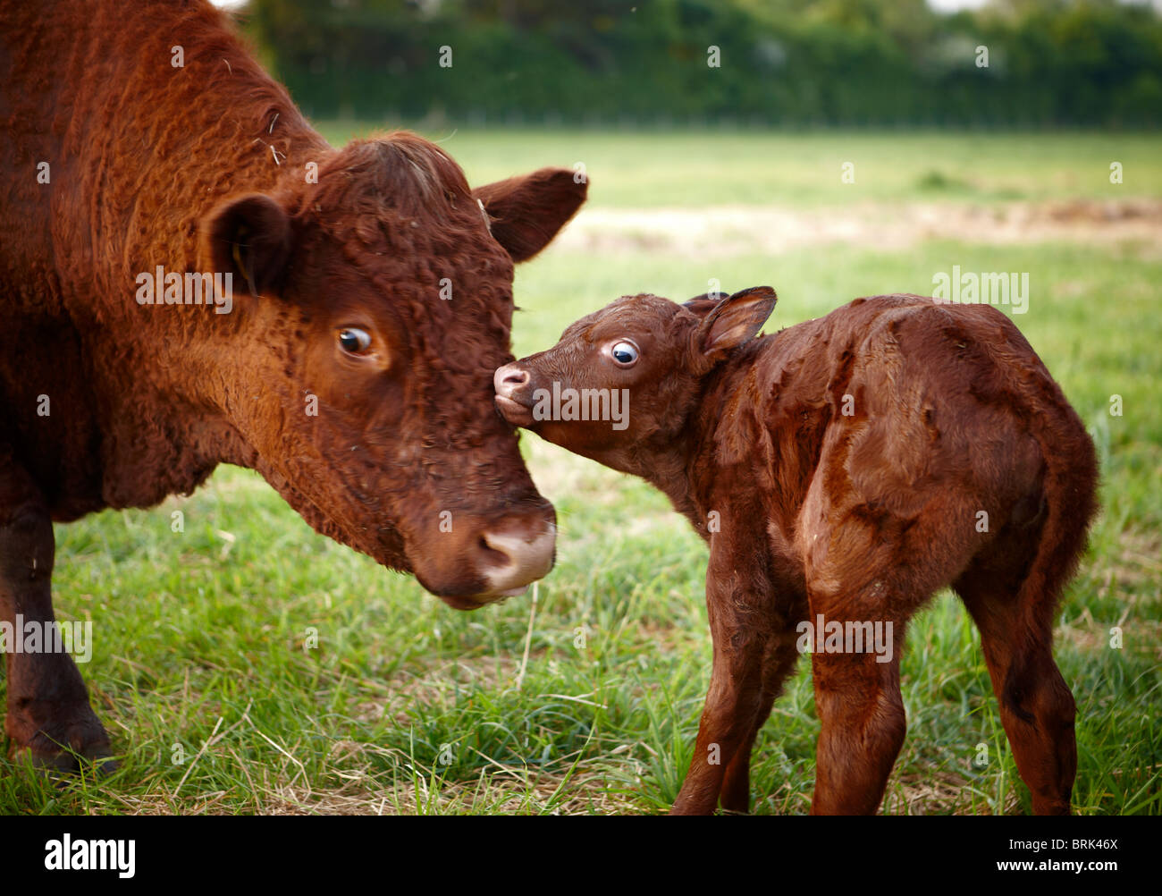 Nuova nata madre di vitello Foto Stock