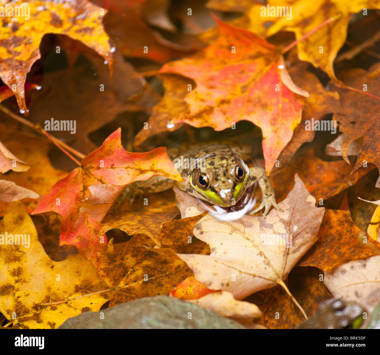 Piccola rana in foglie di autunno in un fiume con la sua testa fa capolino al di sopra della superficie dell'acqua Foto Stock