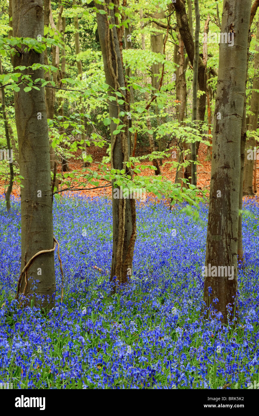 Wild Bluebell legno con Bluebells nativo e faggi in primavera la stagione 2010. West Stoke, Chichester, West Sussex, in Inghilterra, Regno Unito, Gran Bretagna Foto Stock