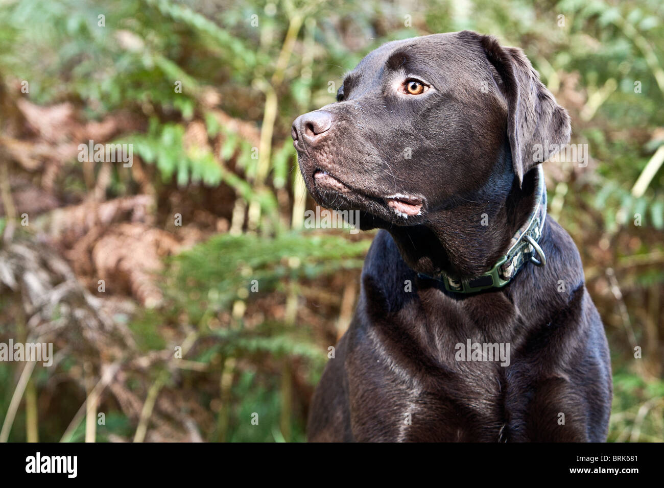 Colpo di un cioccolato Labrador in campagna Foto Stock