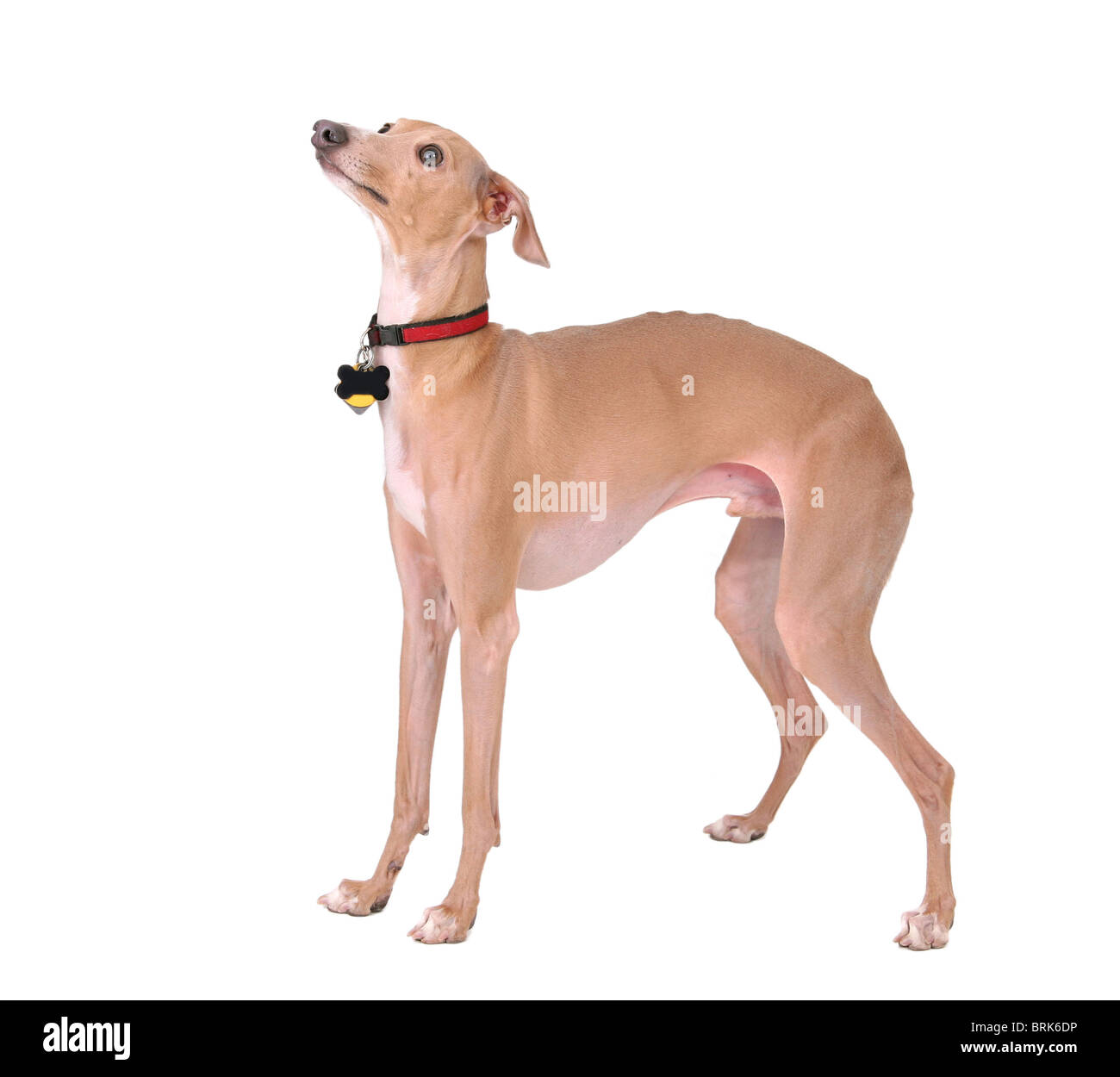 Un simpatico cane da soli isolati su sfondo bianco Foto Stock