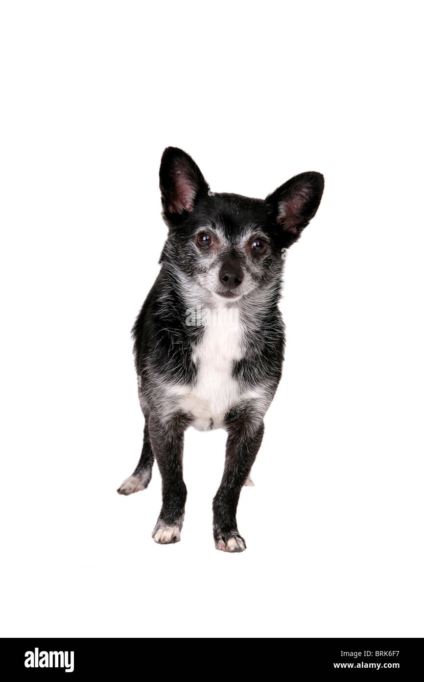 Un simpatico cane nero da soli isolati su sfondo bianco Foto Stock