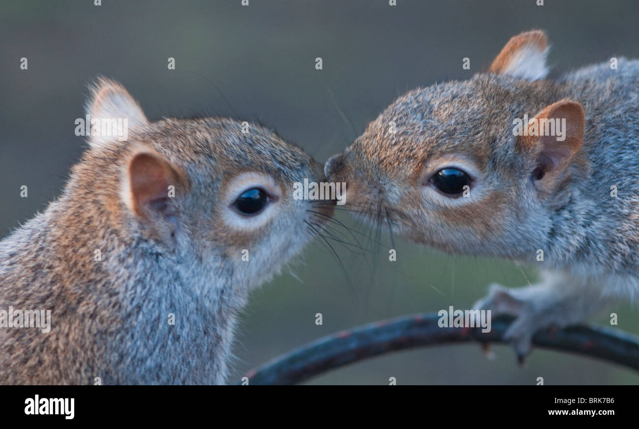 Kissing grigio/degli scoiattoli grigi toccando nasi Foto Stock