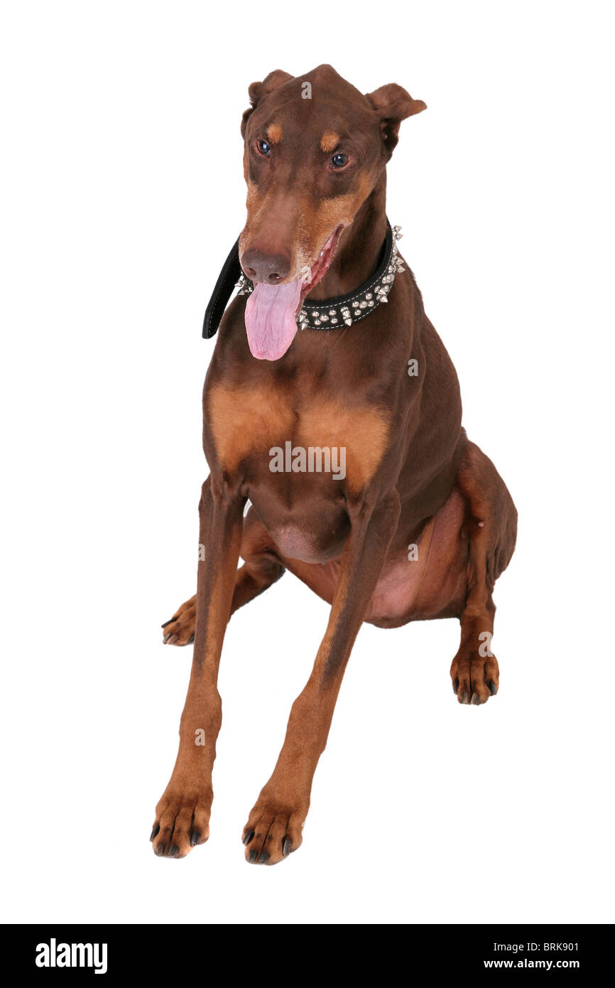 Un simpatico cane bruno seduto da solo isolato su uno sfondo bianco Foto Stock