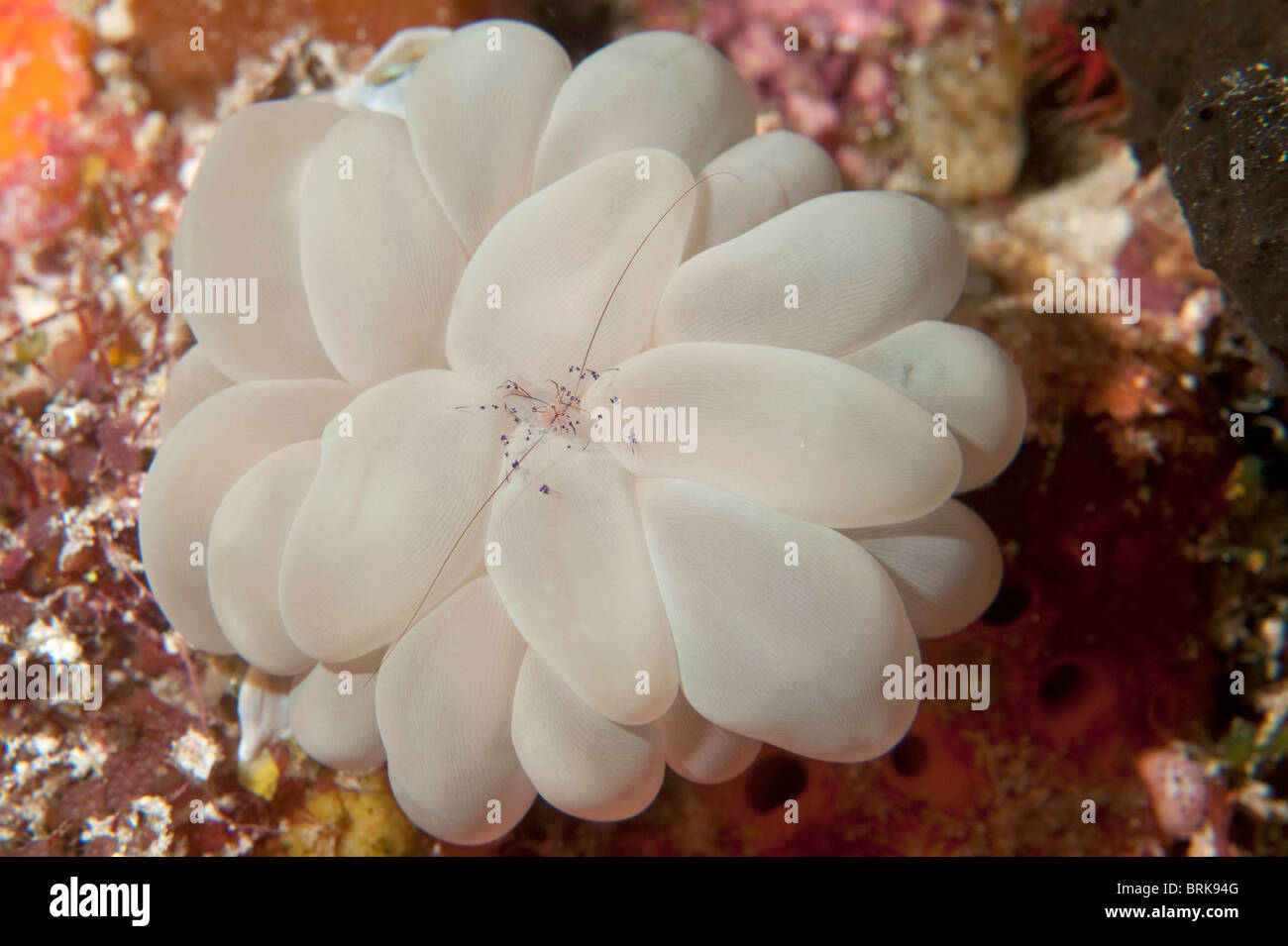Una bolla di gamberi di corallo su una bolla coral su una scogliera in Indonesia. Foto Stock