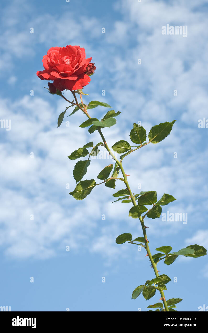 Single Red Rose contro un cielo diurno Foto Stock